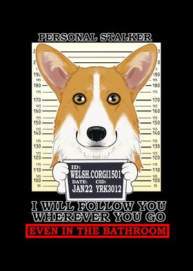 Welsh Corgi Stalker