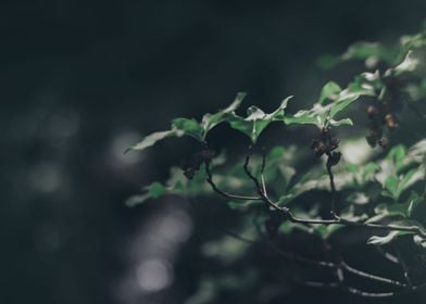 Sunlight on leaves 