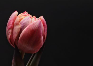 tulip pink