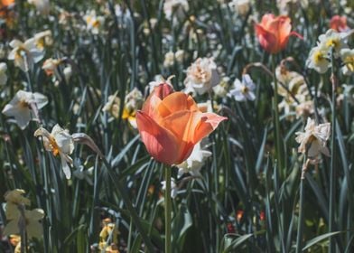 Tulip flower spring