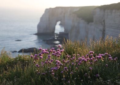 Flower shore