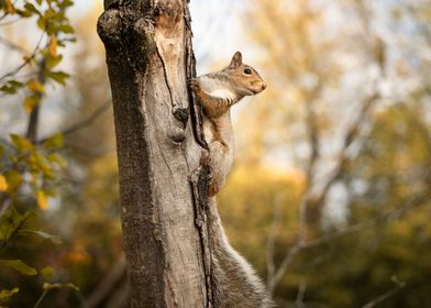 squirrel auturm