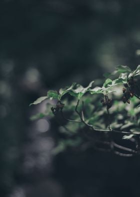 Sunlight on leaves 