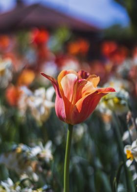 Tulip flower spring