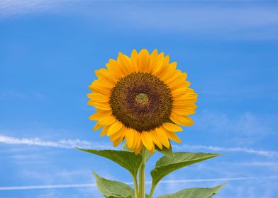 Photography of a sunflower