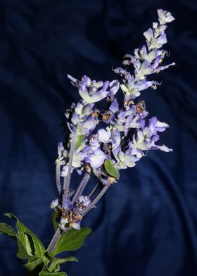 Flower Salvia Divinorum