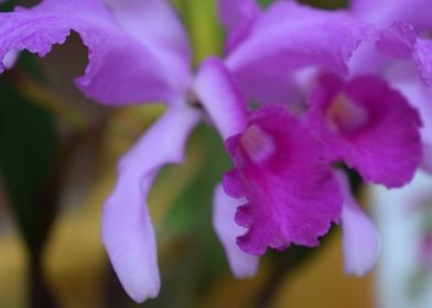 Cattleya lawrenceana 1