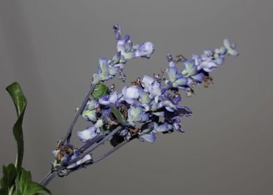 Salvia divinorum flowering