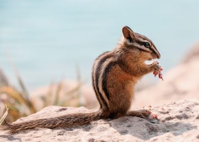 Chipmunk