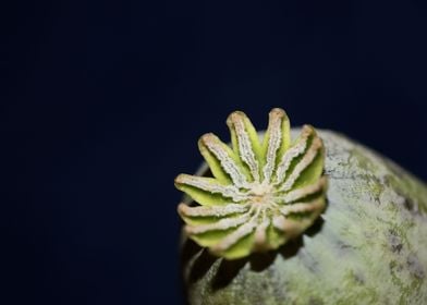 Papaver somniferum opium