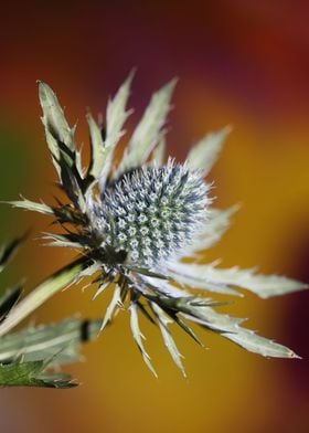 Eryngium planum blossoming