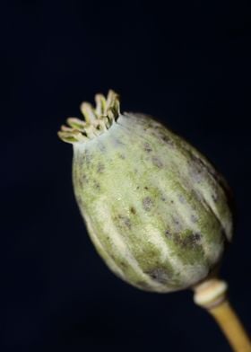 Papaver somniferum fruit