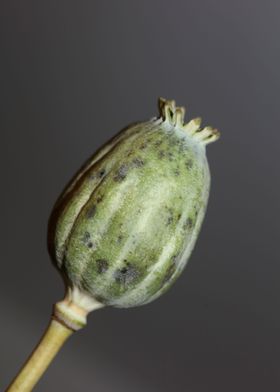 Wild papaver fruit macro