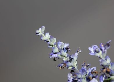 Salvia divinorum flowering