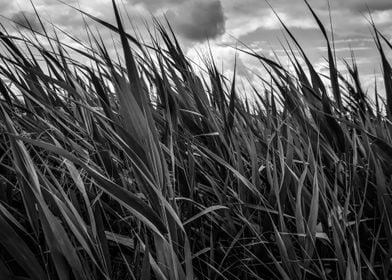 Cattail field in grey