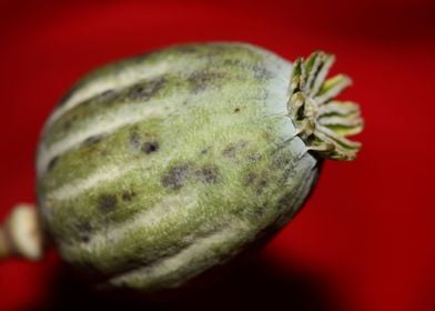 Papaver somniferum fruit