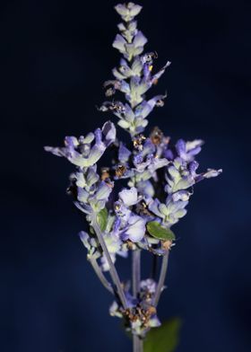 Purple salvia flower macro