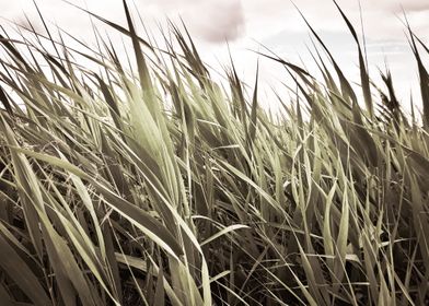 Vintage cattail field