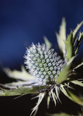 Wild eryngium flower macro