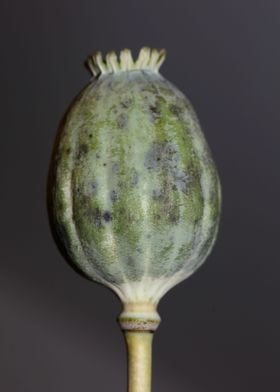 Papaver somniferum fruit