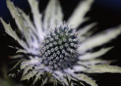 Wild eryngium flower macro