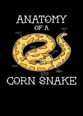 Anatomy Of A Corn Snake