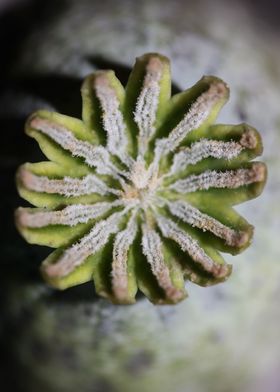 Wild papaver fruit macro