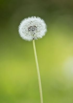 Dandelion seed head macro