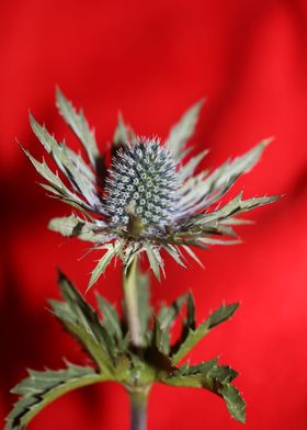 Eryngium planum blossoming