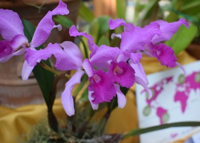 Cattleya lawrenceana 2