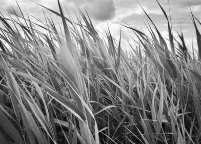 Monochrome cattail field