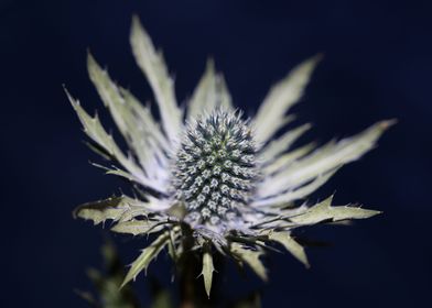 Wild flower blossom macro