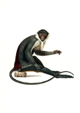 Diana Monkey