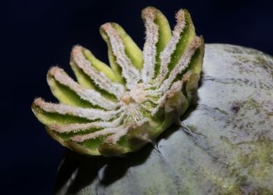 Wild papaver fruit macro