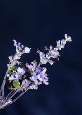 Purple salvia flower macro