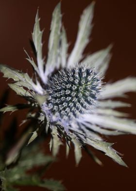 Wild flower blossom macro