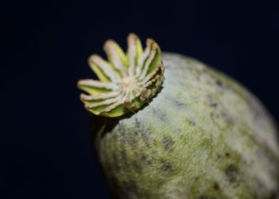 Opium papaver fruit macro