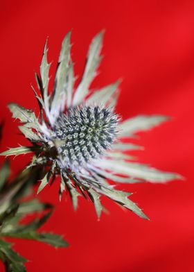 Eryngium planum blossoming