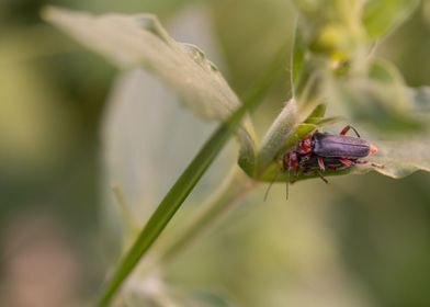 Soldier beetle