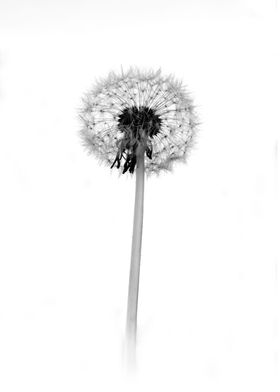 Black and white dandelion