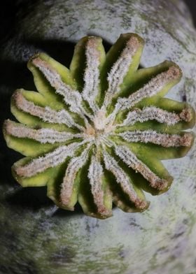 Papaver wild psycho fruit 