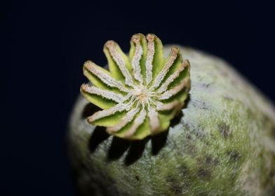 Papaver somniferum fruit