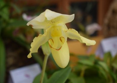 Yellow Paphiopedilum 1