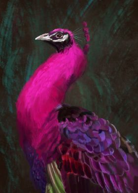 Pink Peacock