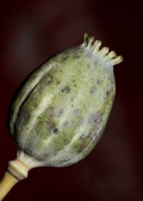 Papaver somniferum fruit