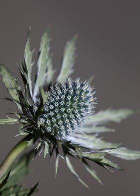 Wild eryngium flower macro