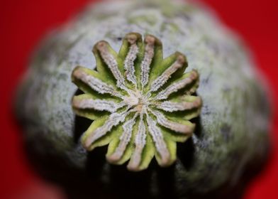 Wild papaver fruit macro