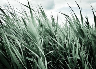 Aqua cattail field