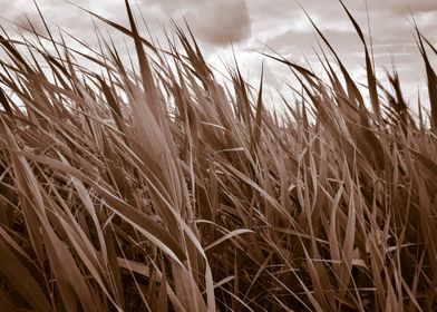 Sepia cattail field