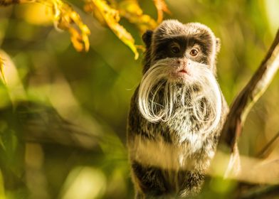 Emperor Tamarin